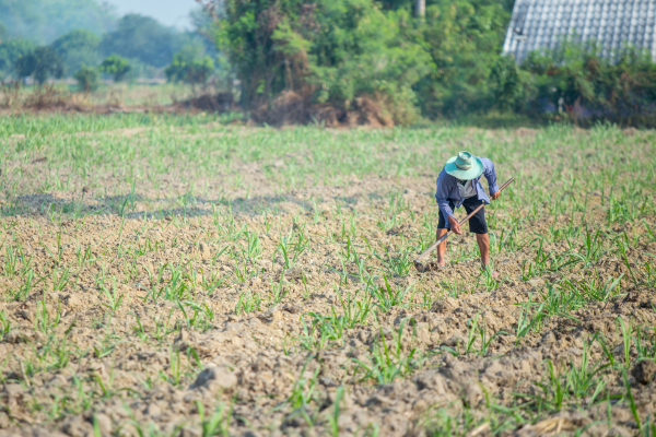 Farmer