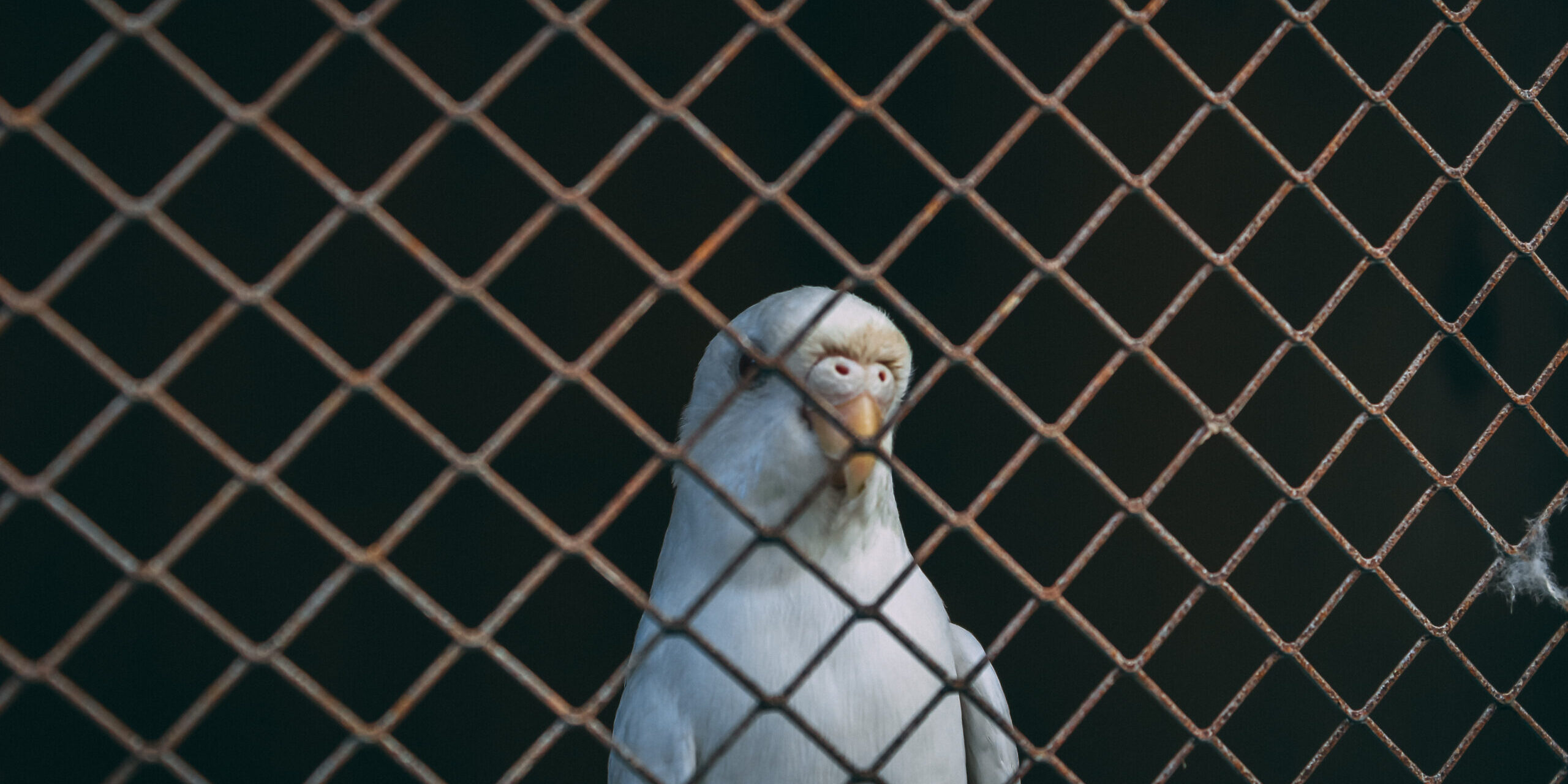 white-parrot-fence