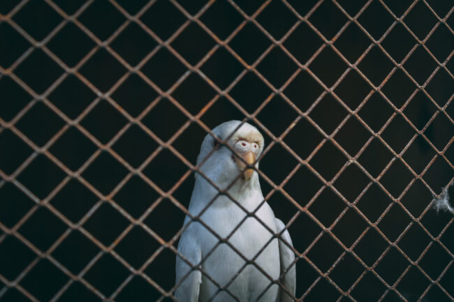 white-parrot-fence