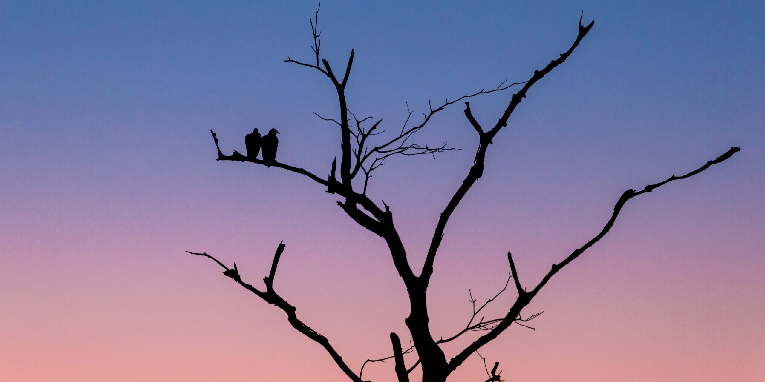 silhouette-tree-with-two-birds-standing-branch-sunset-evening